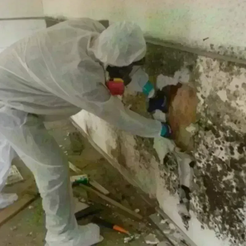 Mold Remediation and Removal in Oxoboxo River, CT